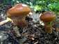Sárga gyűrűstinóru (Suillus grevillei), Mátra